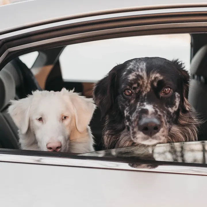 chappie and jax, two dogs looking out a car window